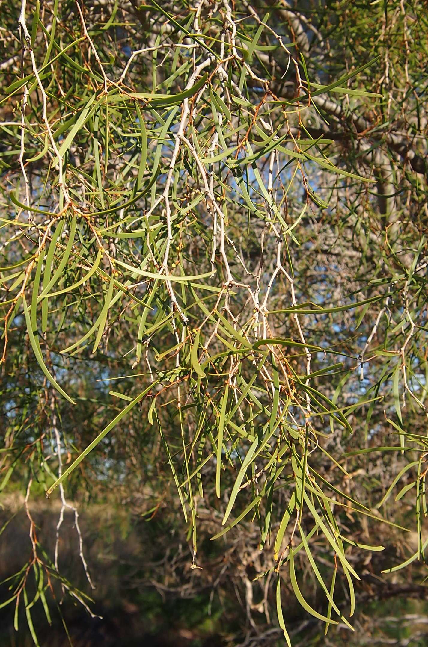 Image of Acacia estrophiolata F. Muell.