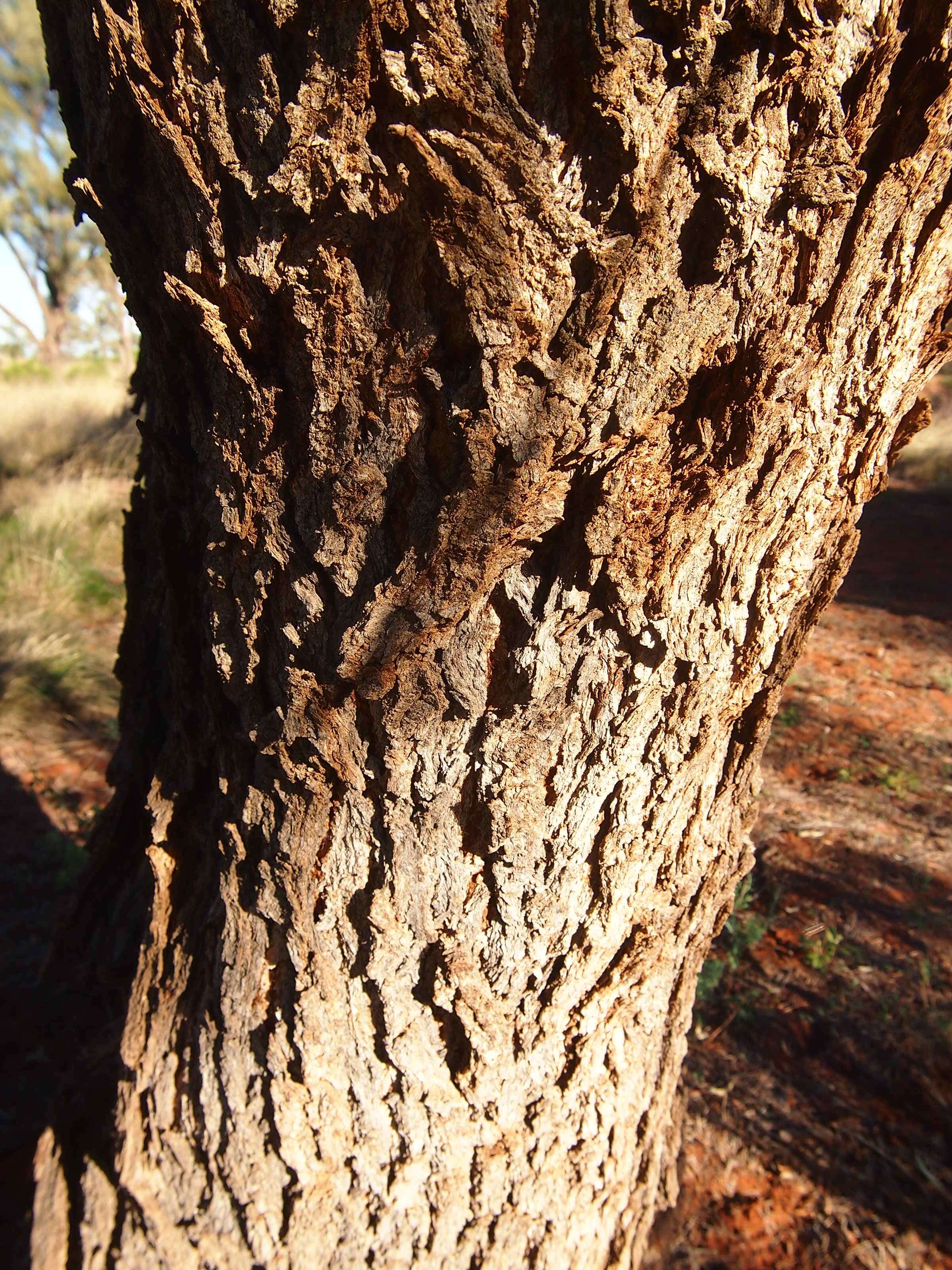 Image of Acacia estrophiolata F. Muell.