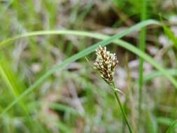 Image of Heath Wood-Rush