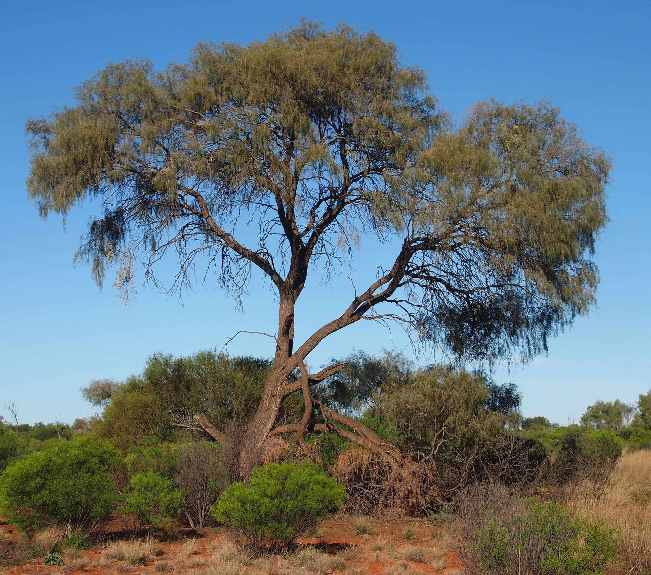 Image of Acacia estrophiolata F. Muell.