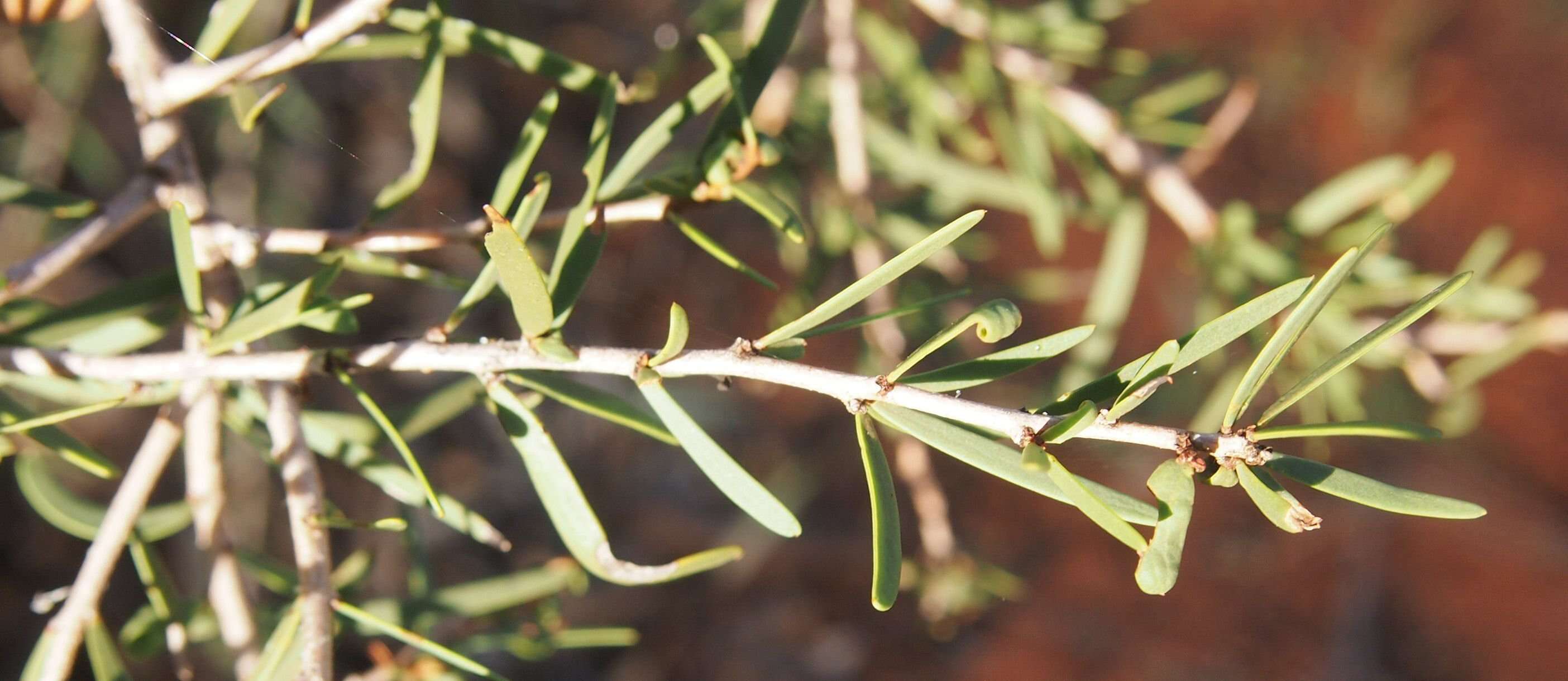 Image of Acacia estrophiolata F. Muell.