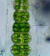 Imagem de Desmidium grevillei