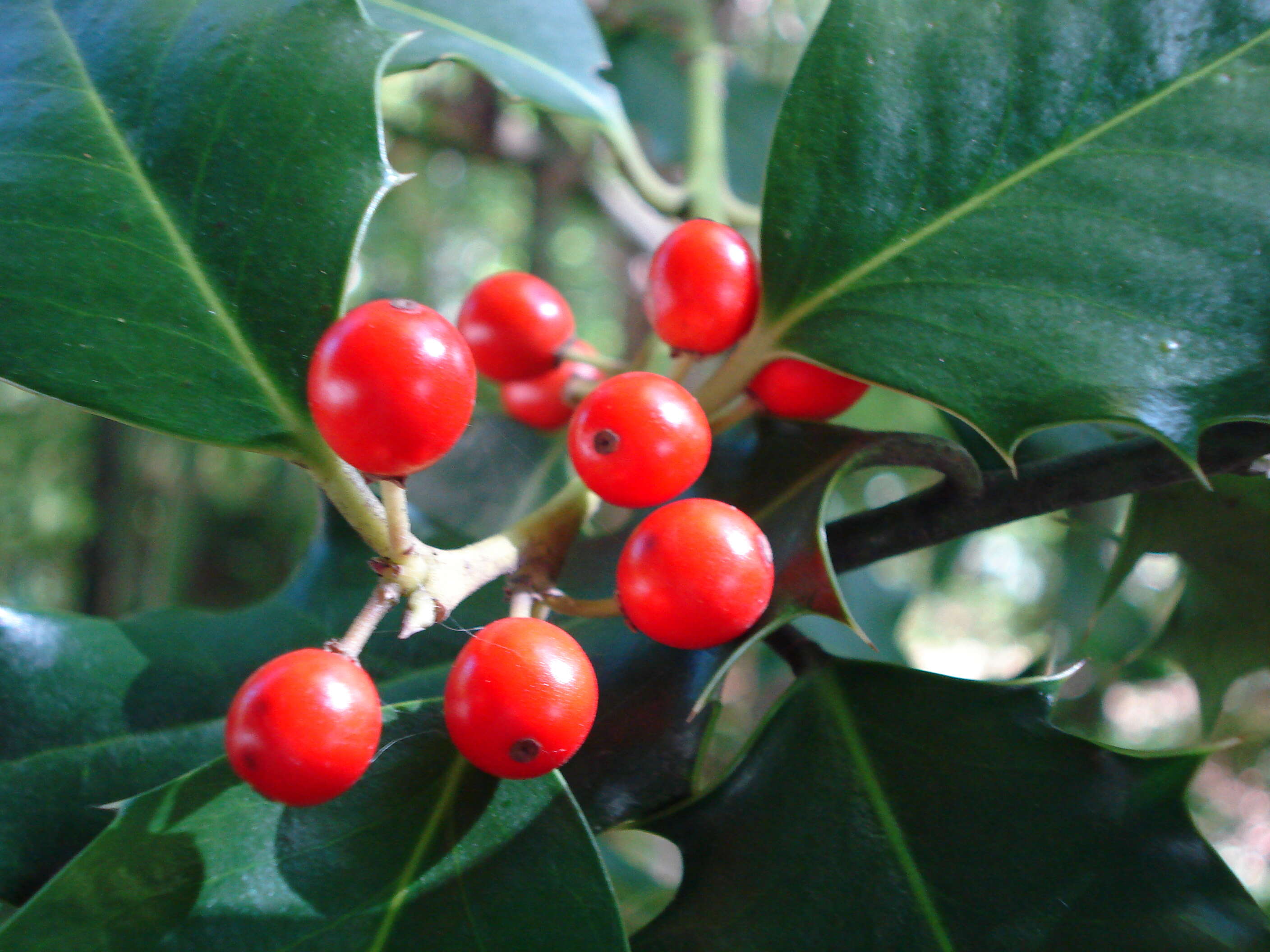 Image of English holly