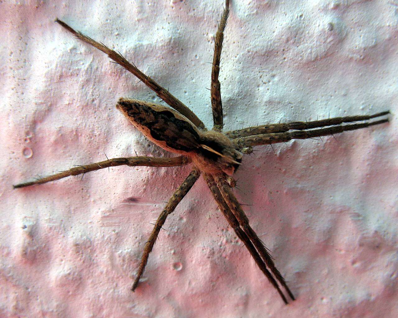 Image of Nursery-web spider