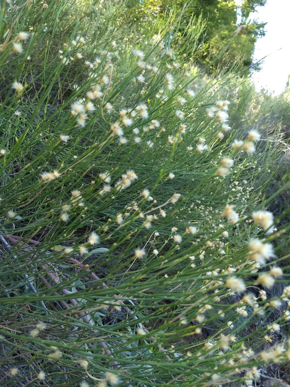 Imagem de Pseudobaccharis spartioides (Hook. & Arn.) Cabrera