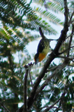 Image of Gilded Barbet