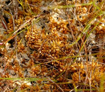 Слика од Sphagnum perichaetiale Hampe ex C. Müller 1848