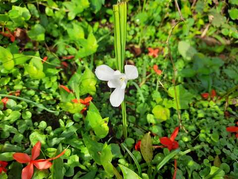 Image of Cipura campanulata Ravenna