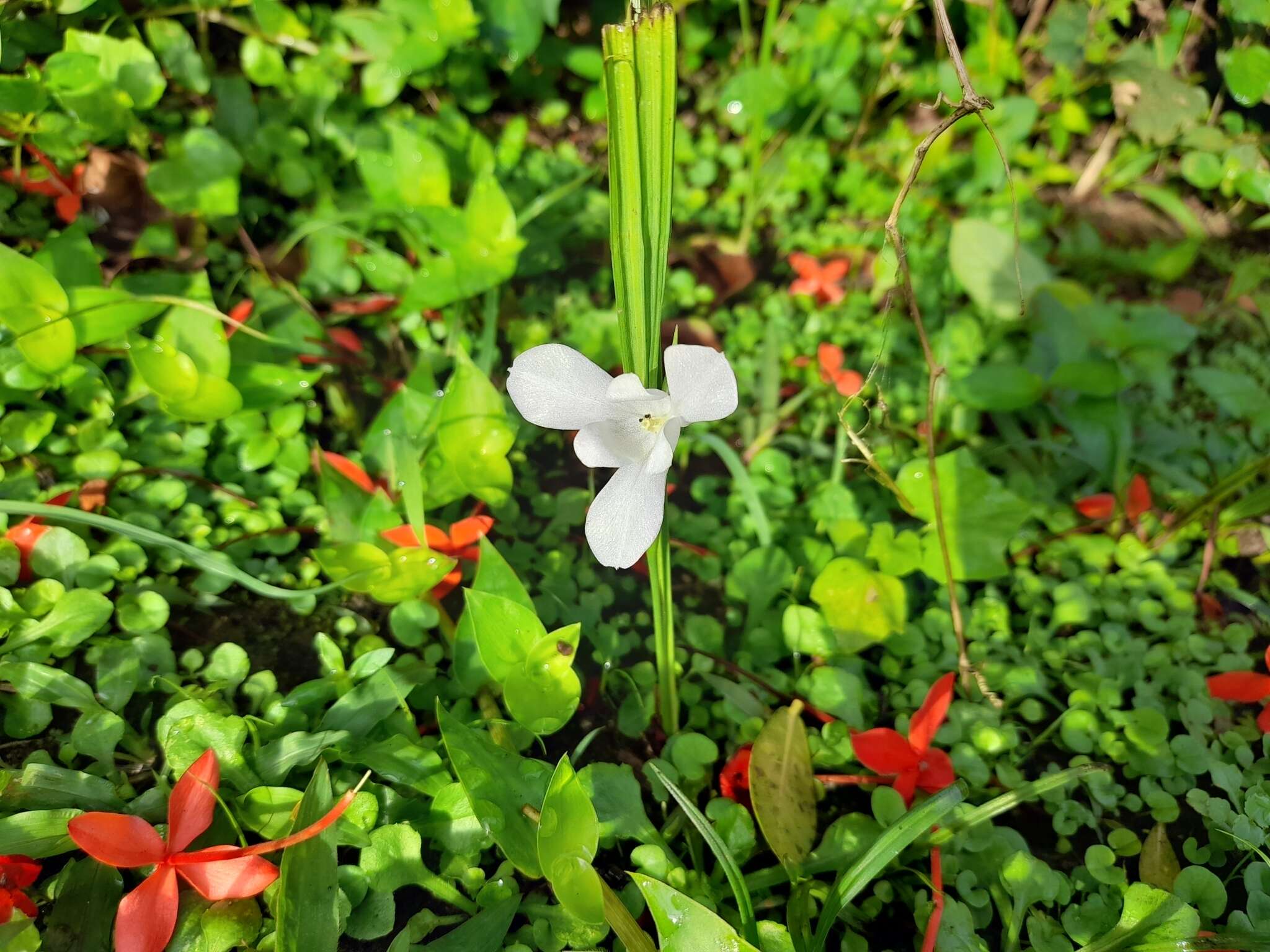 Imagem de Cipura campanulata Ravenna