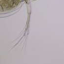 Plancia ëd Daphnia (Daphnia) parvula Fordyce 1901