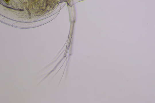 Image of Daphnia (Daphnia) parvula Fordyce 1901