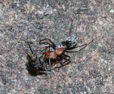 Image of Camponotus vestitus vestitus (Smith 1858)