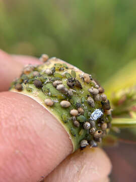 Image of Corn leaf aphid