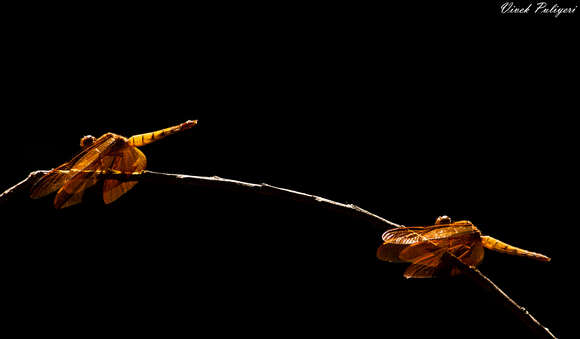 Image of Black Stream Glider