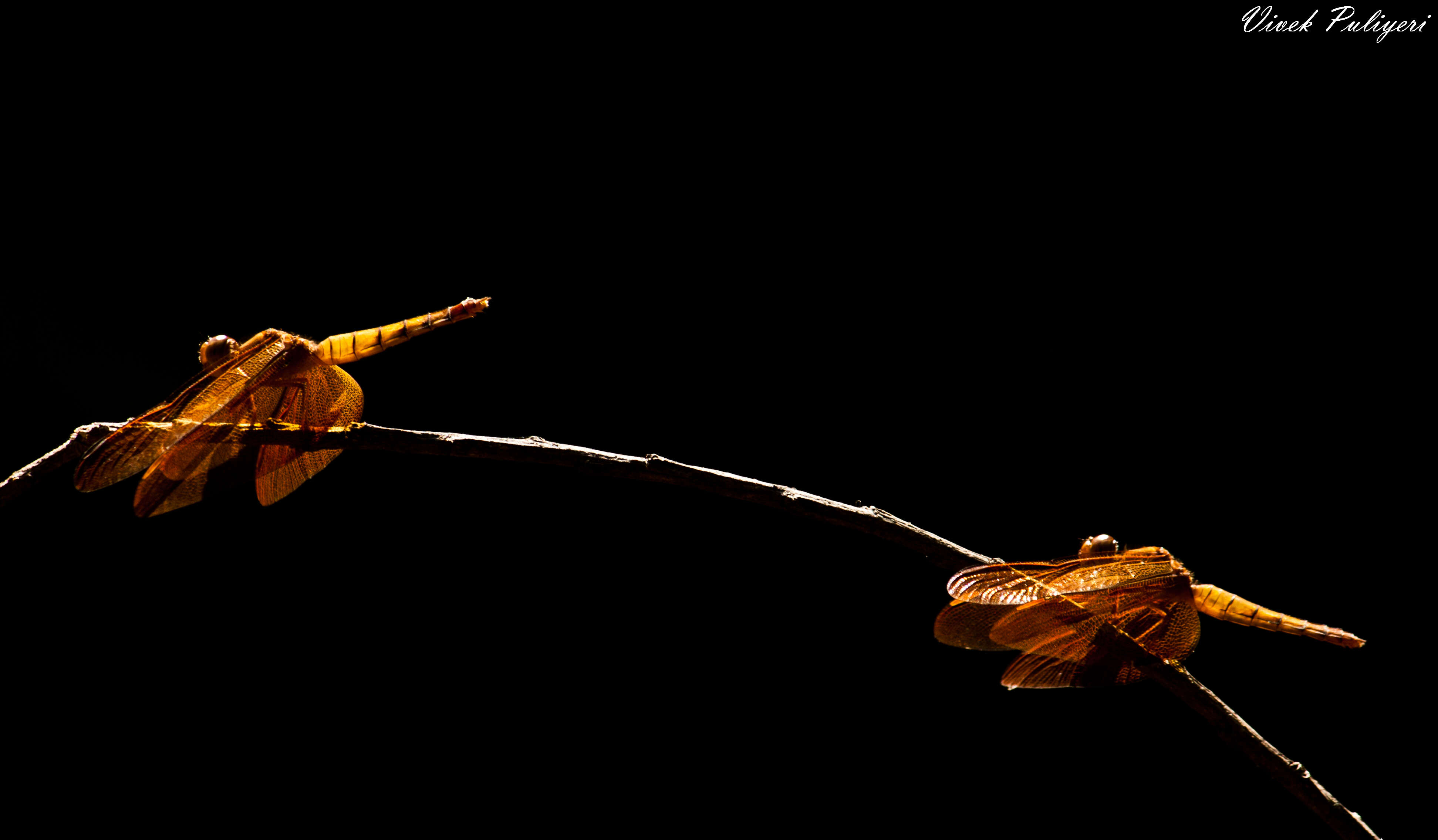 Image of Black Stream Glider