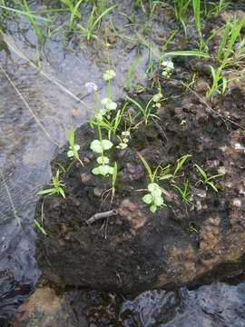 Image de Vandellia scapigera (R. Br.) Benth.