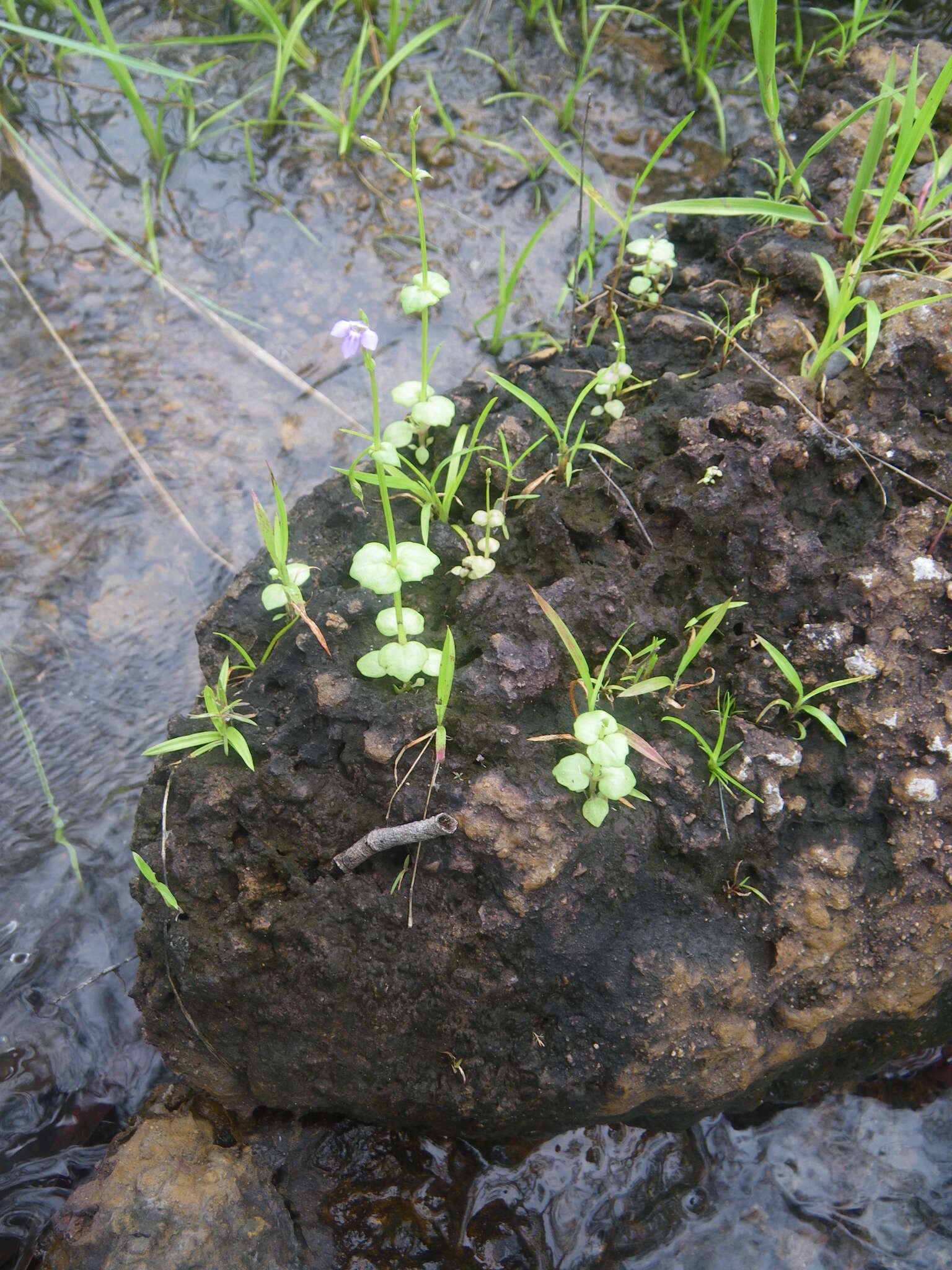 Vandellia scapigera (R. Br.) Benth. resmi