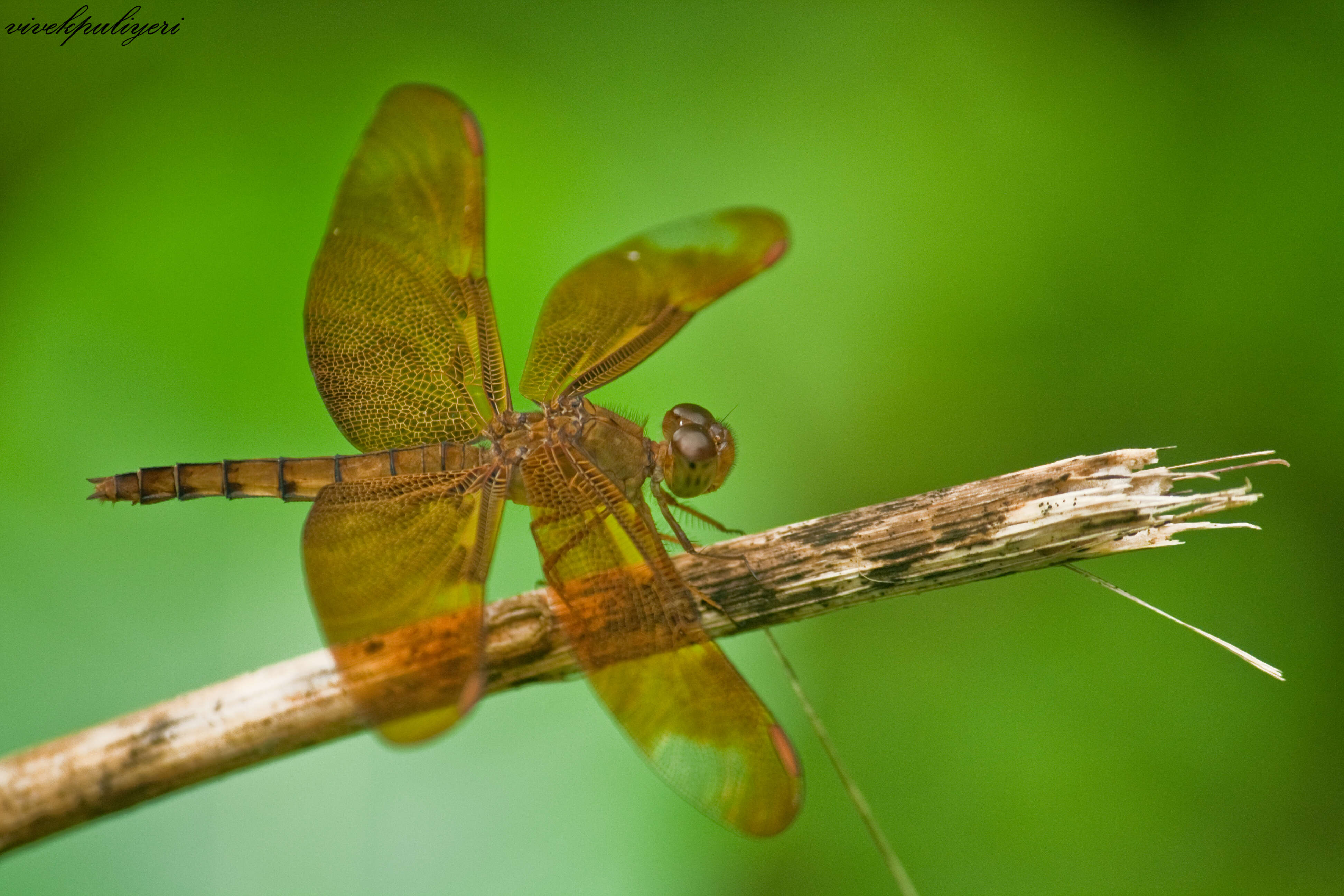 Image of Black Stream Glider