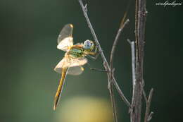 Image of Rainpool Gliders