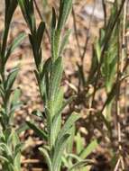 Слика од Erigeron petrophilus Greene