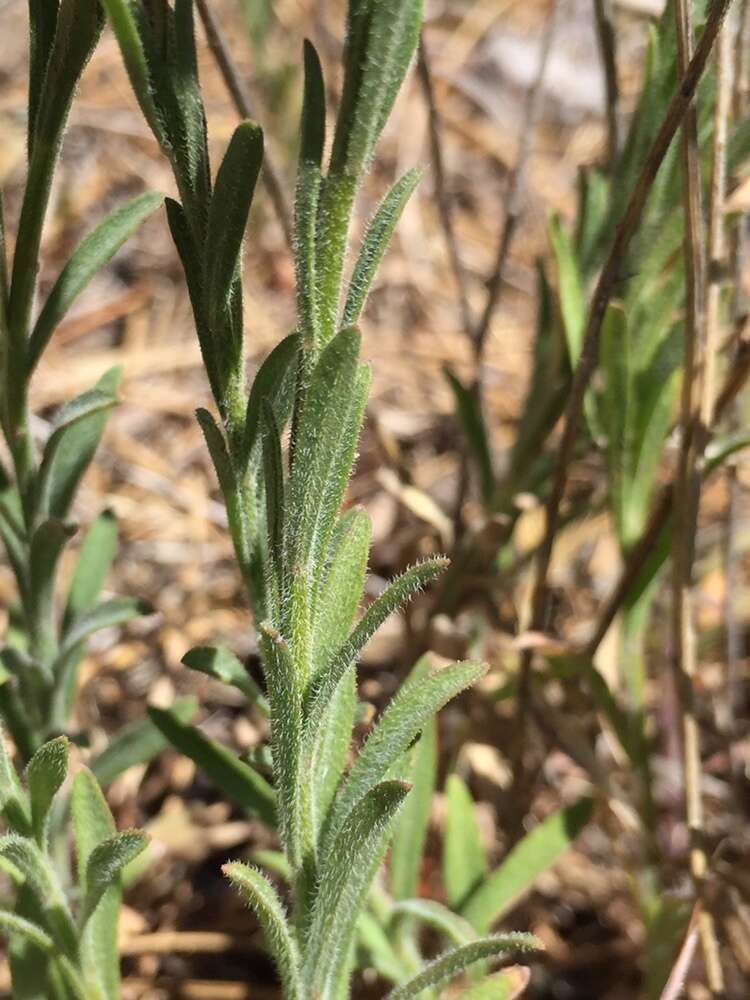 Erigeron petrophilus Greene resmi