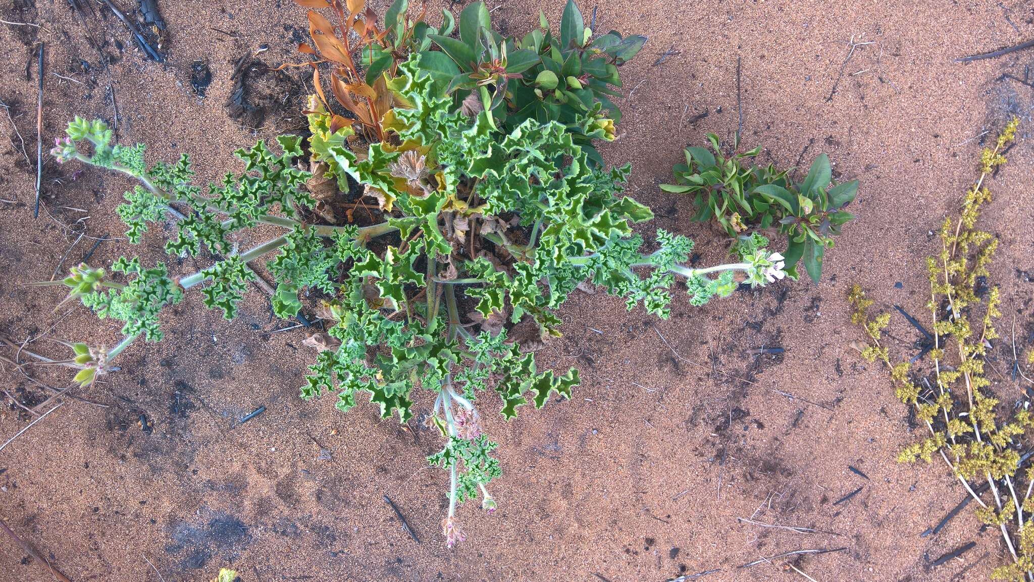 Image of rose scented geranium