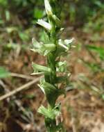 Image of Spiranthes sylvatica P. M. Br.