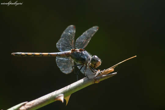 Image of Blue Chaser