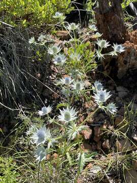 Image of Chiricahua Mountain Eryngo