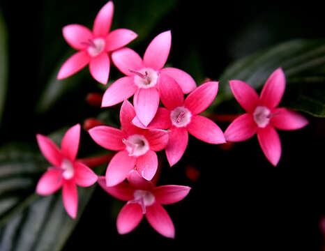 Image of Knoxieae