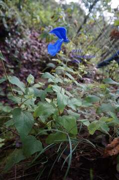 Imagem de Salvia patens Cav.