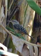 Image of Band-backed Wren