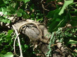 Image of English ivy