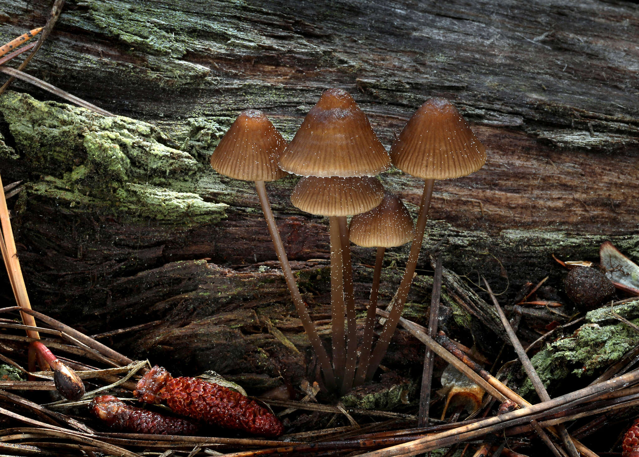 Image of Mycena silvae-nigrae Maas Geest. & Schwöbel 1987