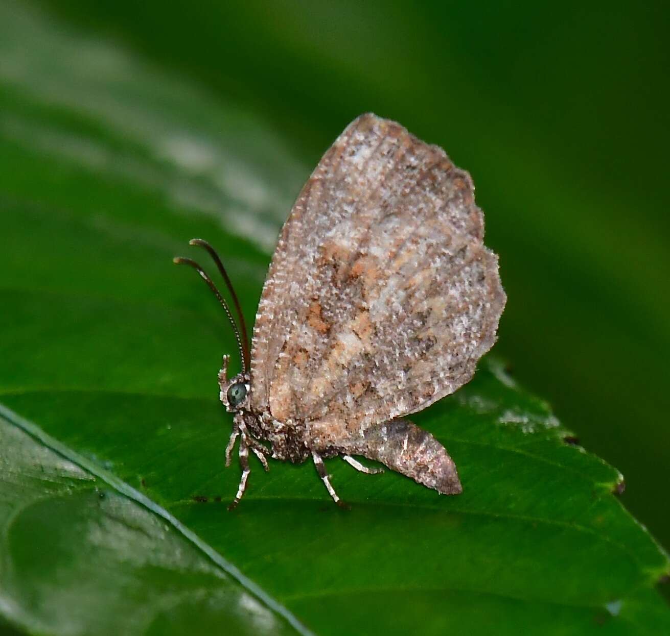 Image of Logania marmorata damis Fruhstorfer 1914