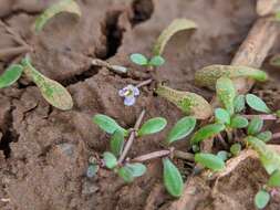 Imagem de Glossostigma diandrum (L.) Kuntze