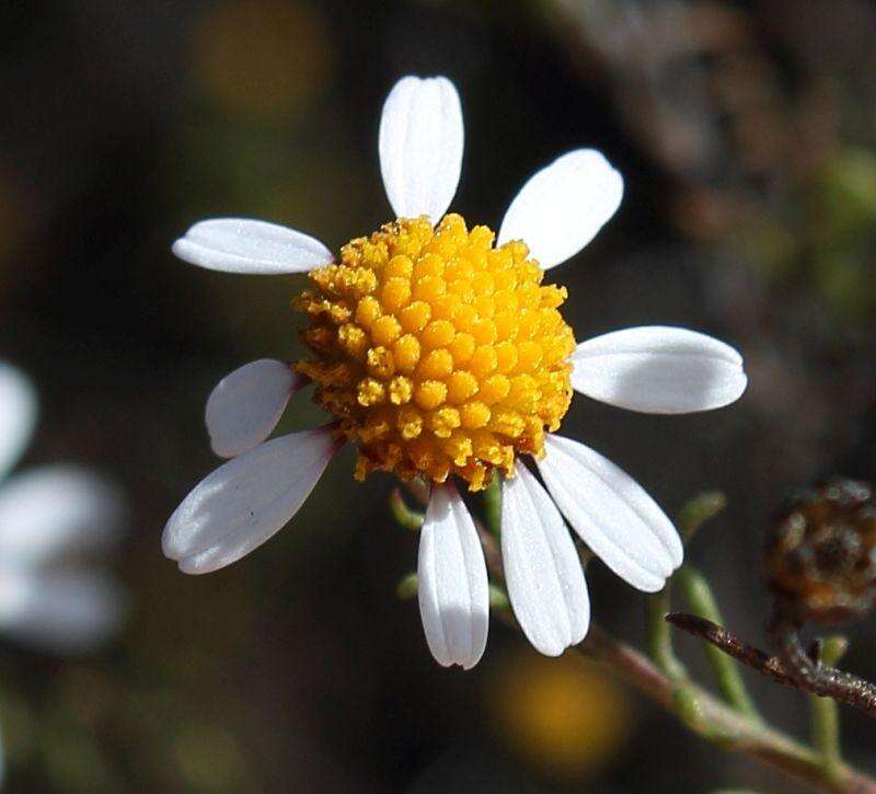 Image of Cymbopappus adenosolen (Harv.) B. Nord.