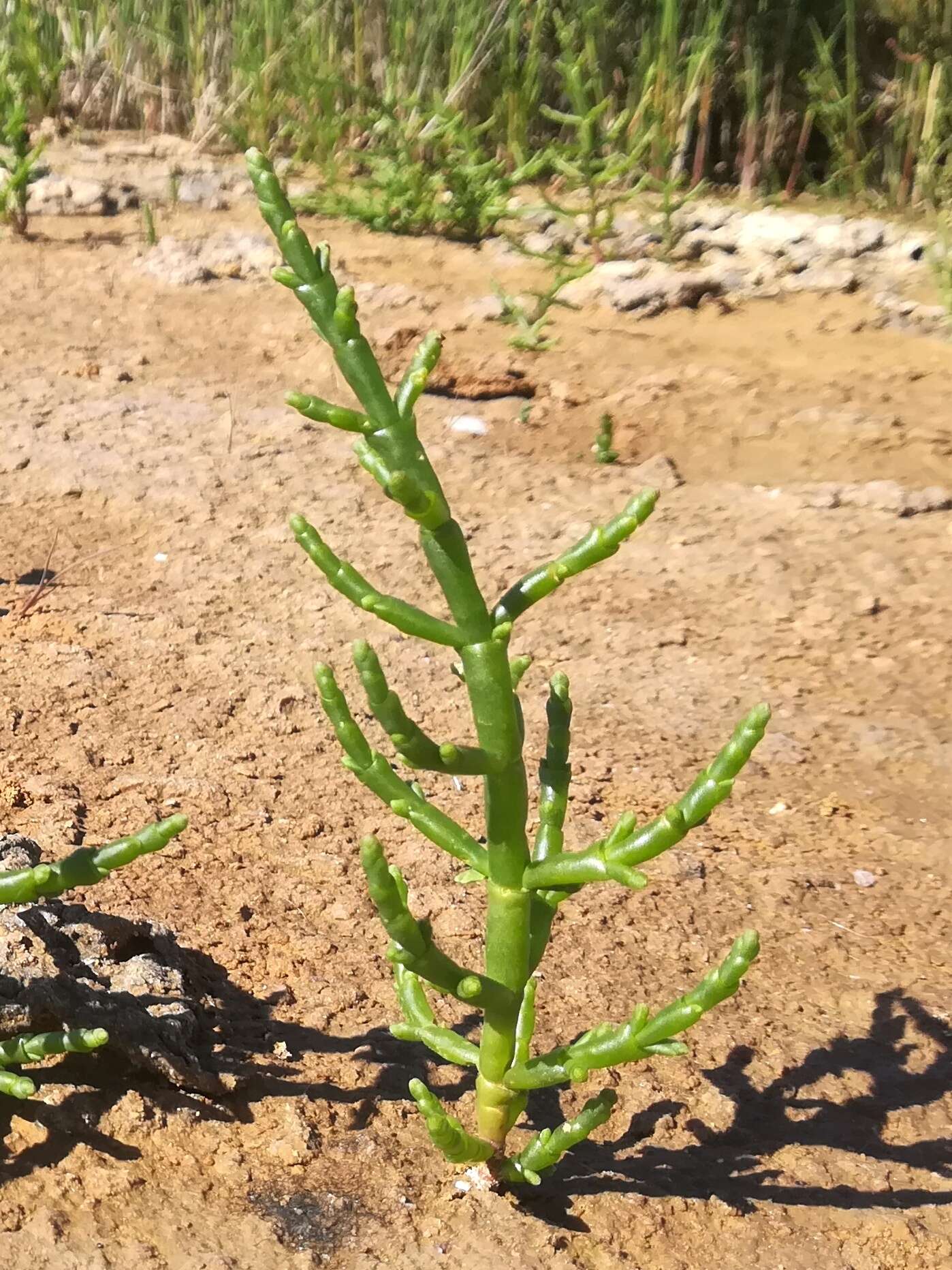 Image of Salicornia ramosissima J. Woods