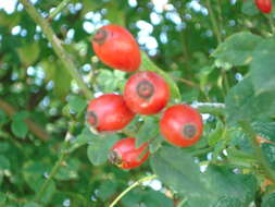 Image of dog rose