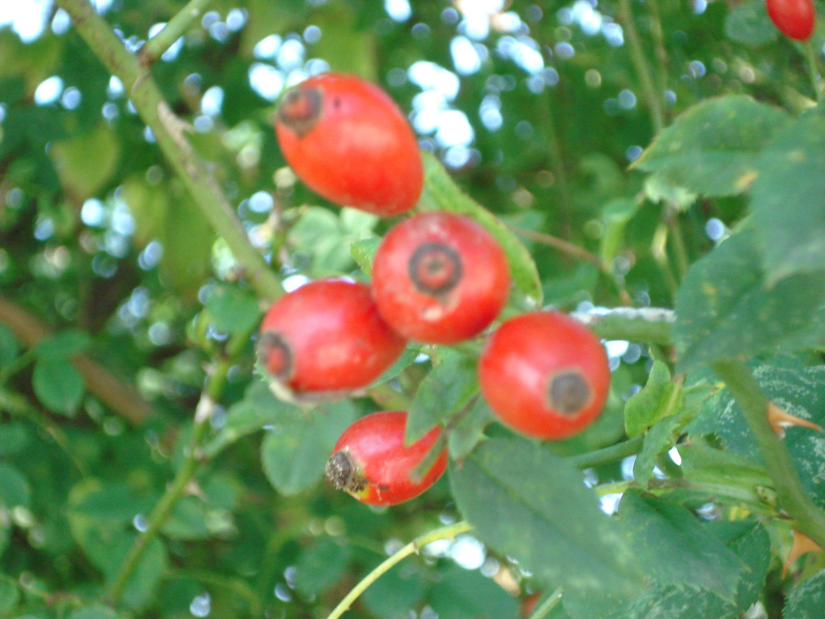 Image of dog rose