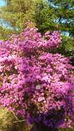 Image of rhododendron