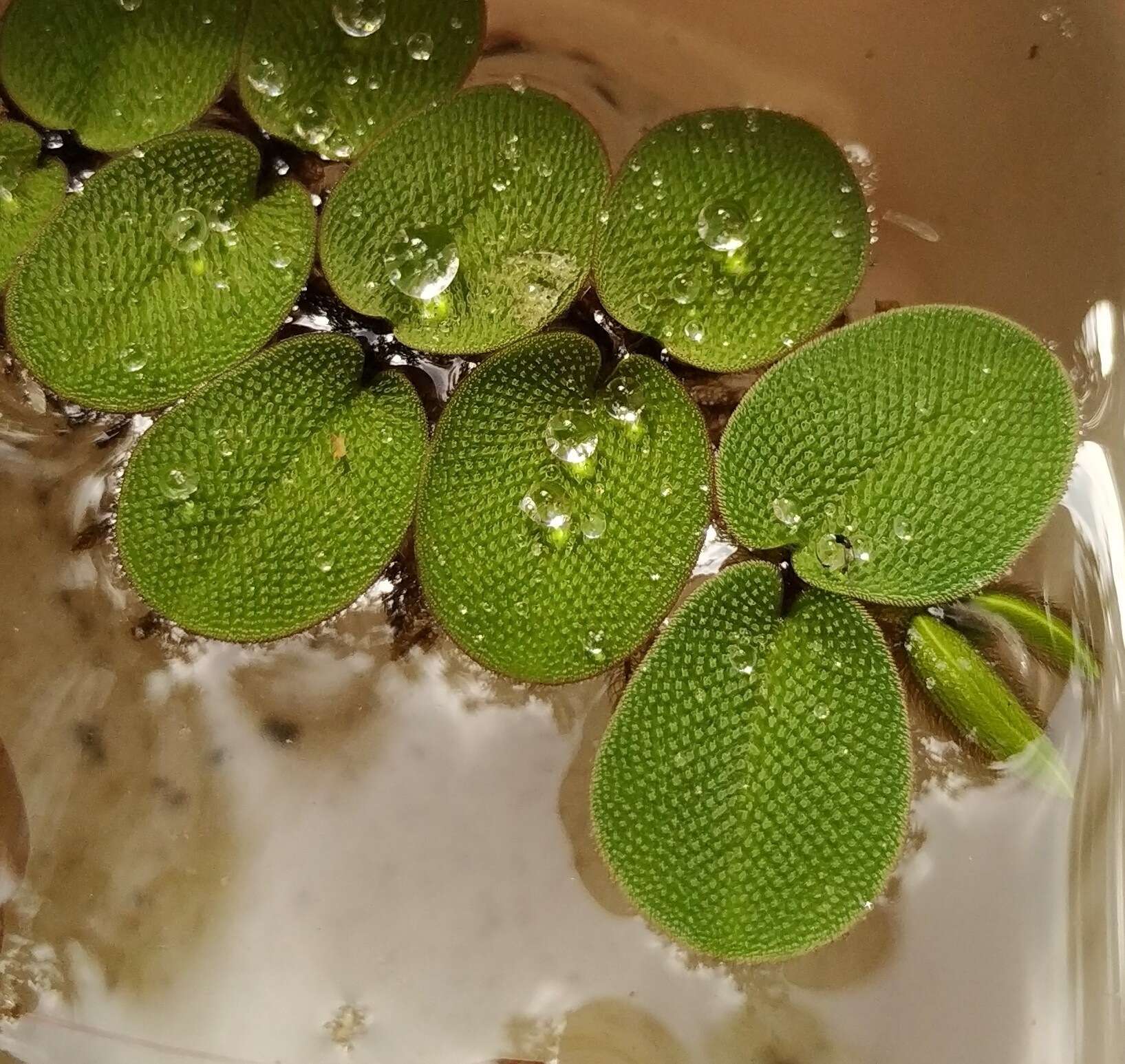 Image of Salvinia radula Baker