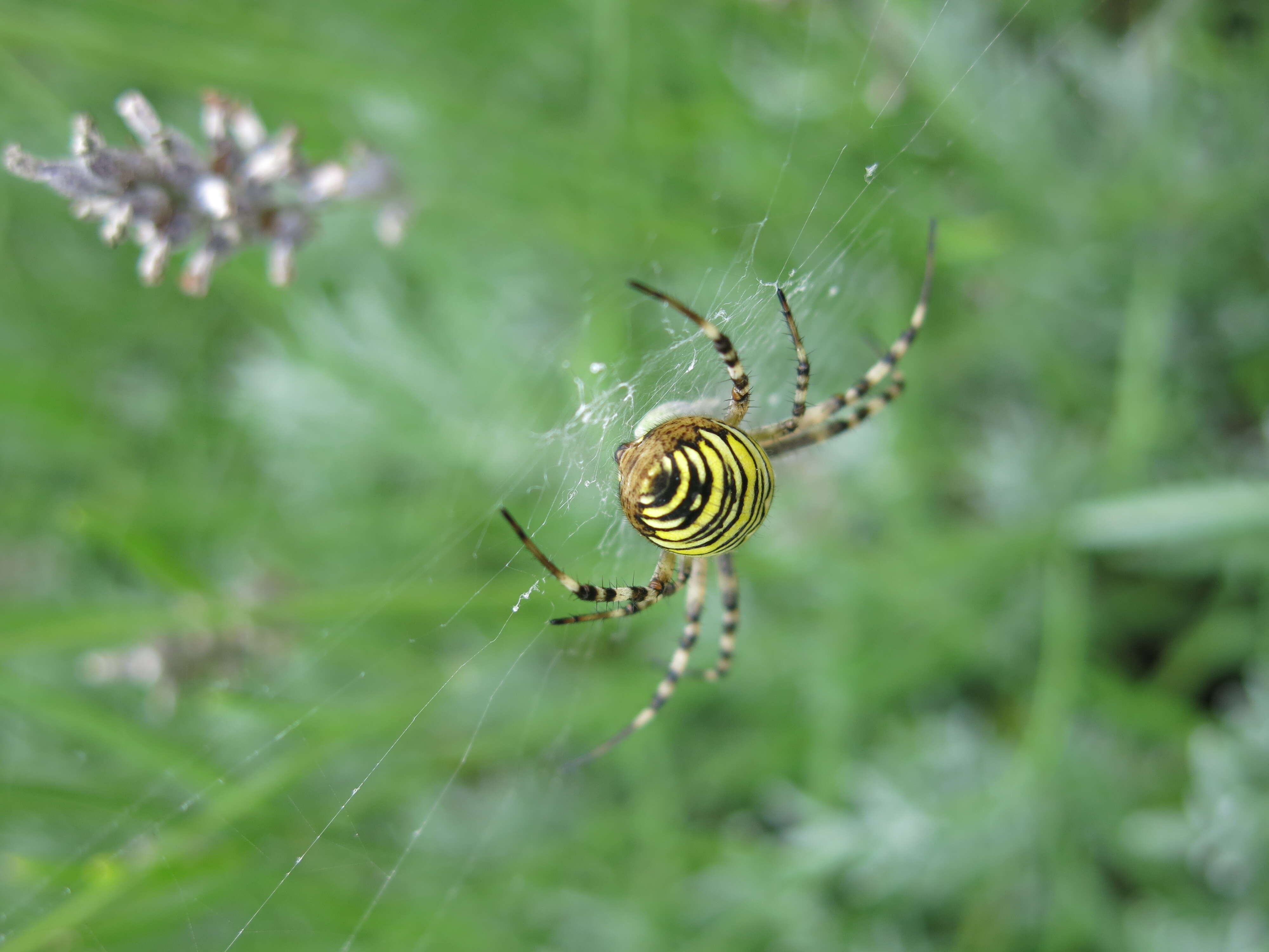 Image of Barbary Spider