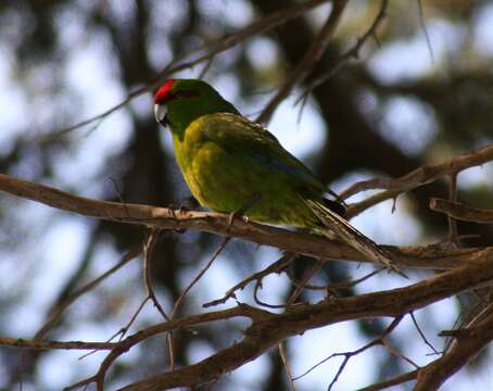 Image of Red-crowned Parakeet