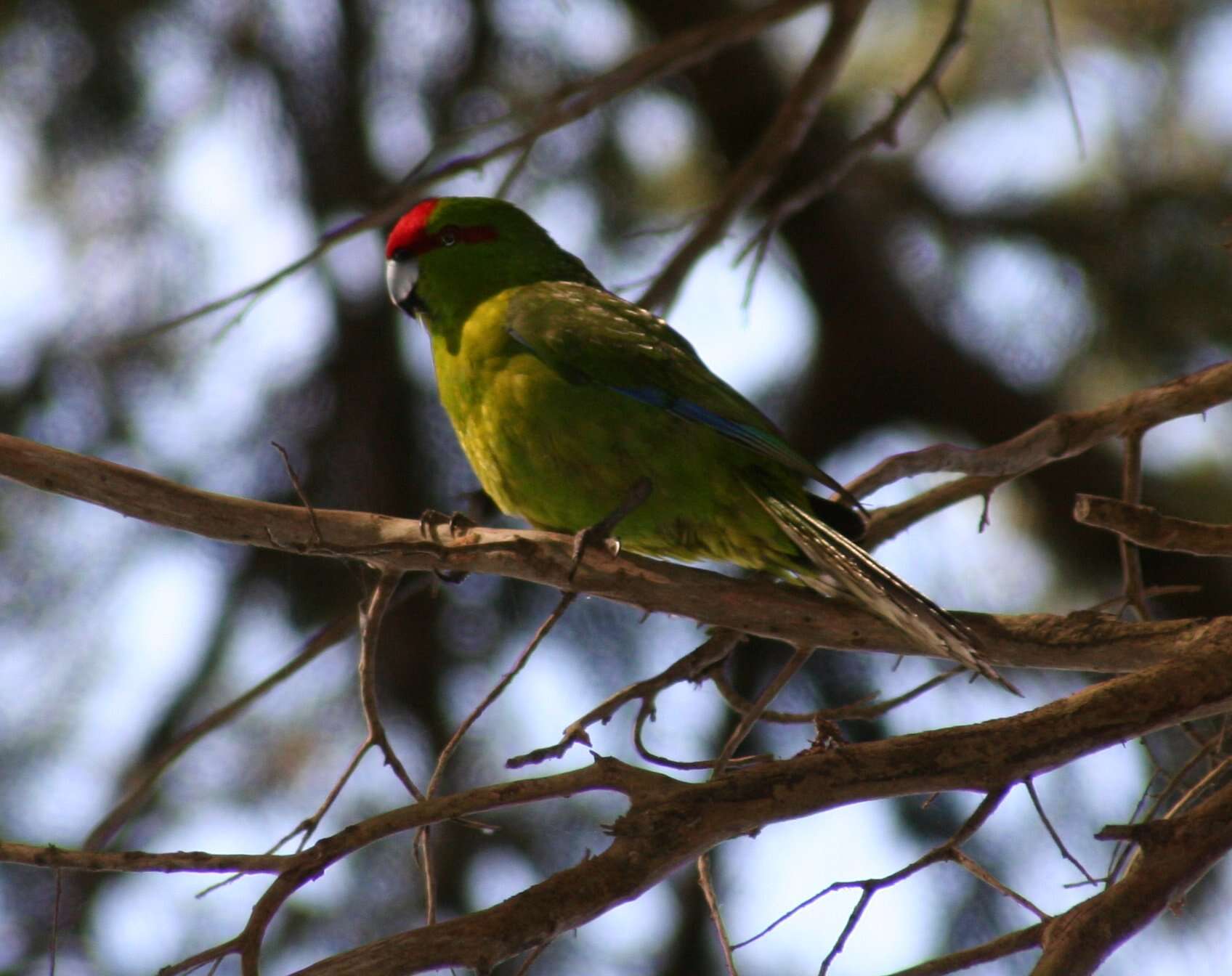 Image of Red-crowned Parakeet