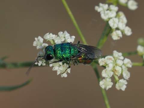 Imagem de <i>Chrysis marginata aliunda</i> Linsenmaier 1959