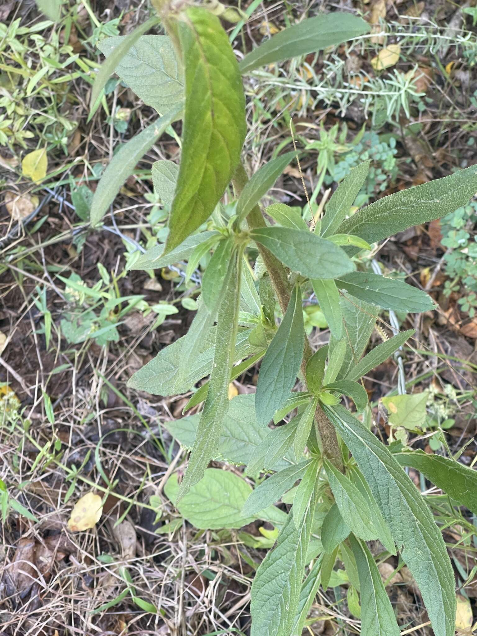 Sivun Vernoniastrum acuminatissimum (S. Moore) H. Rob., Skvarla & V. A. Funk kuva