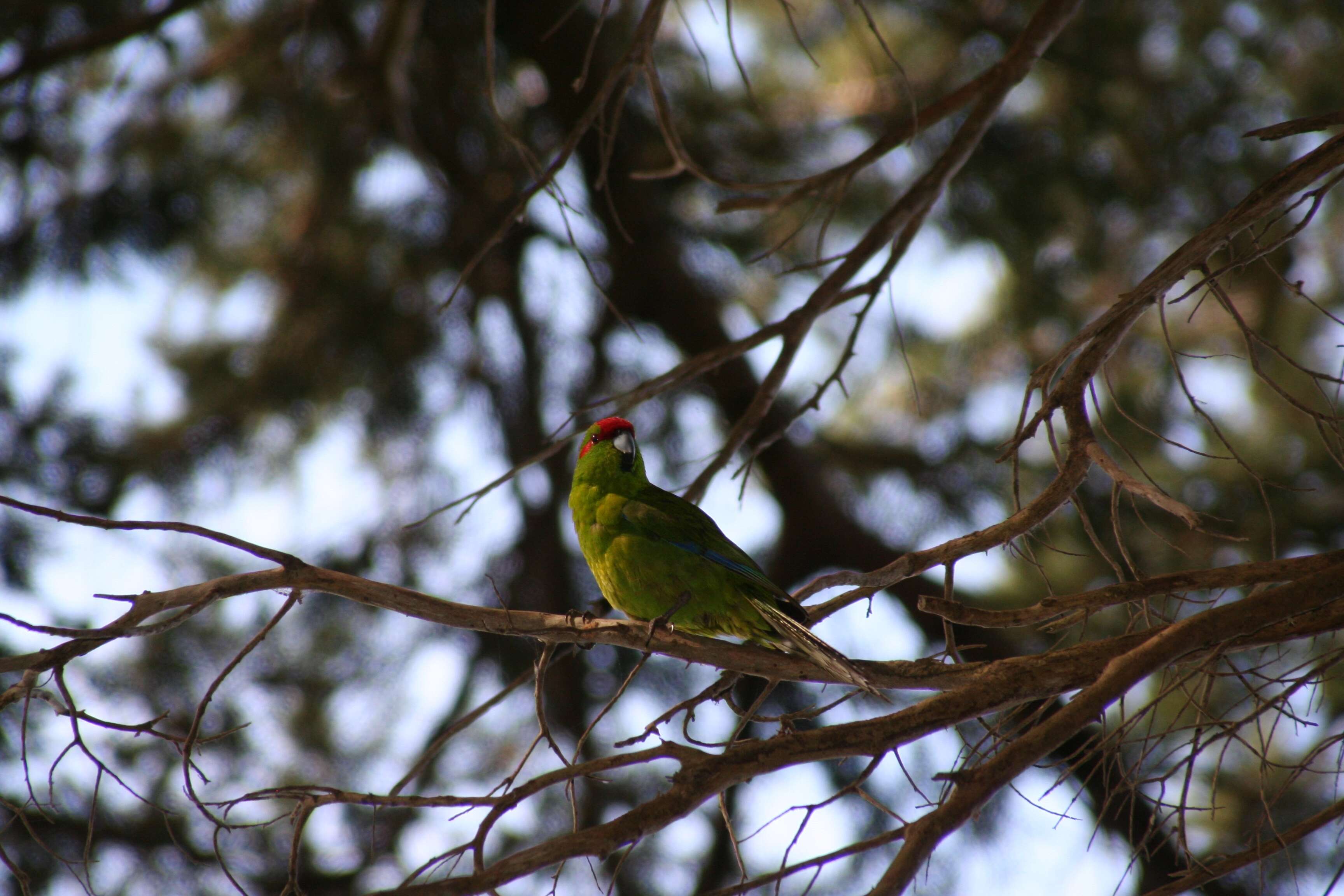 Image of Red-crowned Parakeet