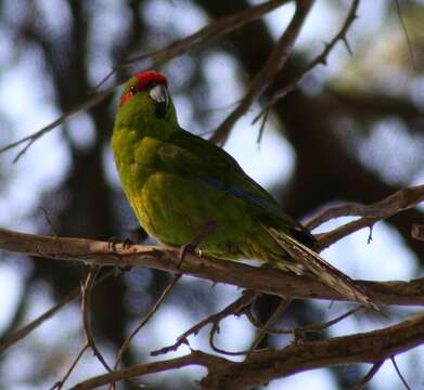 Image of Red-crowned Parakeet