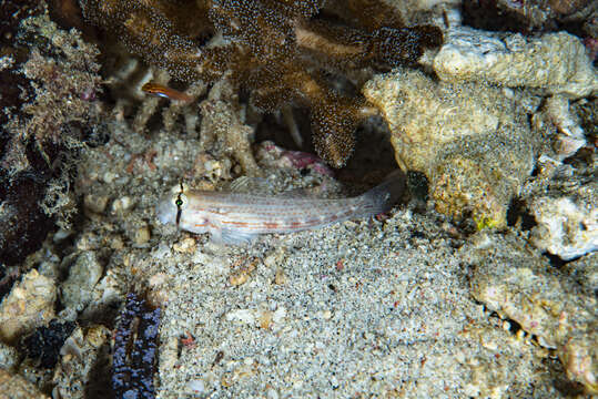 Image of Eyebar goby